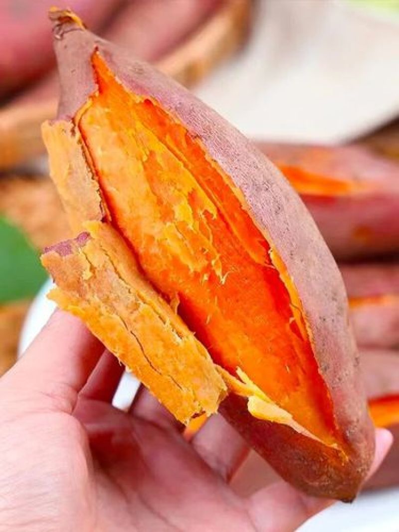 西瓜红红薯苗脱毒原种大量供应可视频看货欢迎来电采购洽谈
