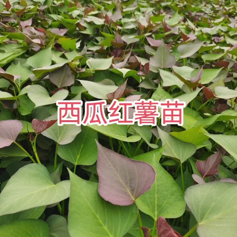 西瓜红红薯苗脱毒原种大量供应可视频看货欢迎来电采购洽谈