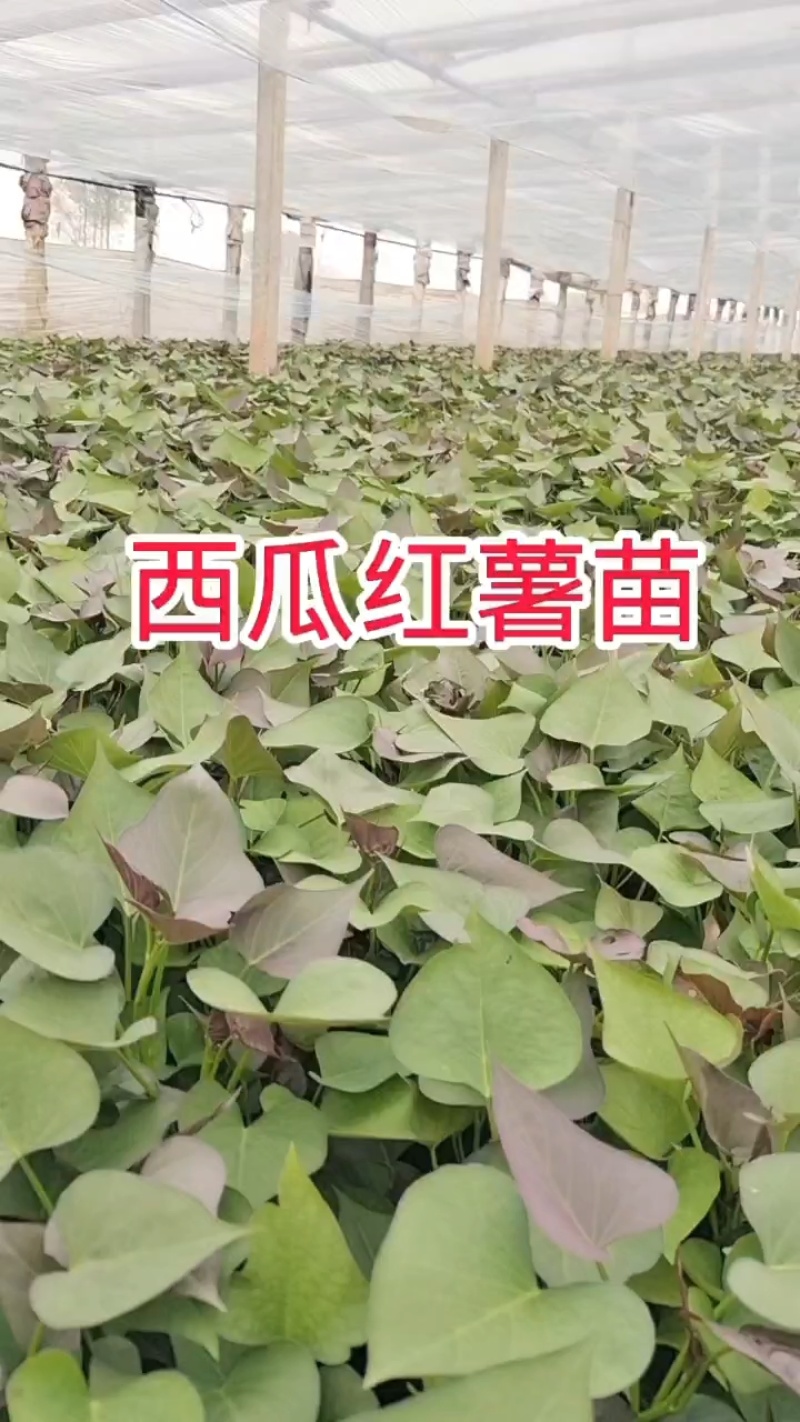 西瓜红红薯苗脱毒原种大量供应可视频看货欢迎来电采购洽谈