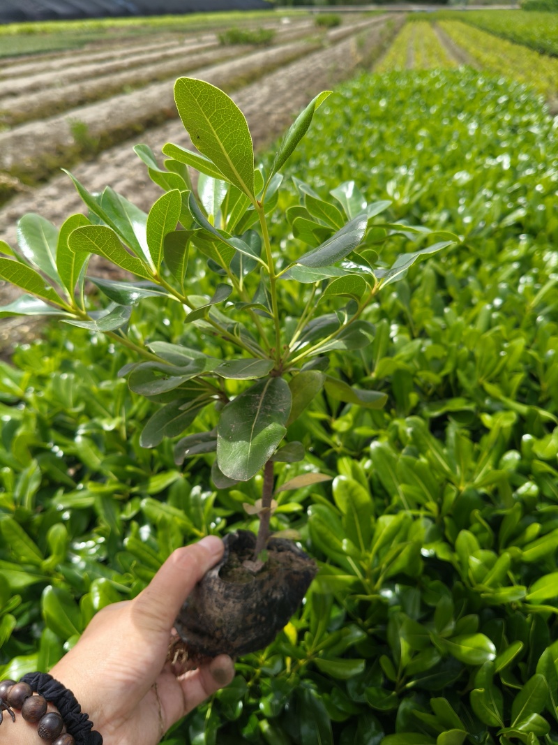 海桐小杯平面高度30cm，基地有量，欢迎来一亩田订购。