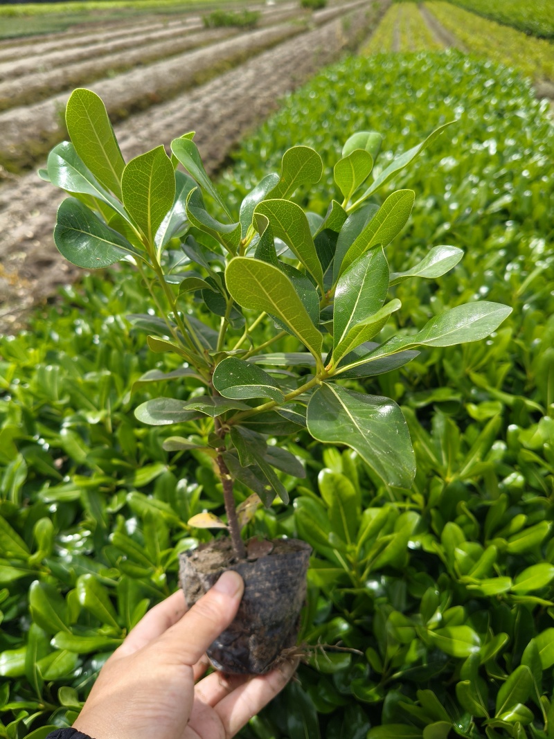 海桐小杯平面高度30cm，基地有量，欢迎来一亩田订购。