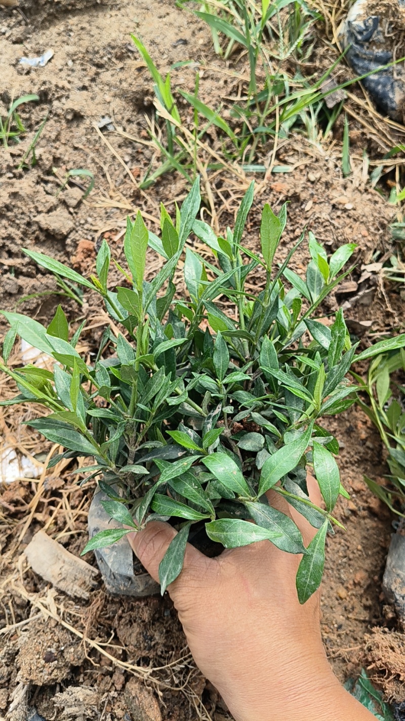 小叶栀子