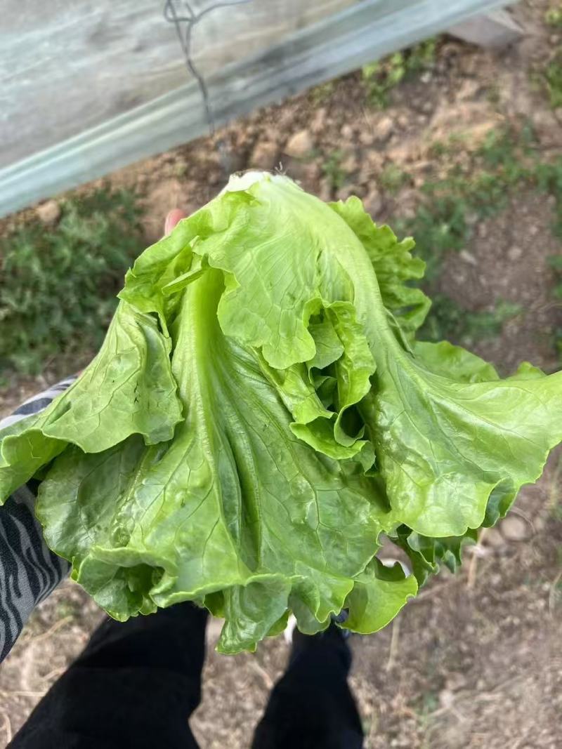 【今日推荐】意大利生菜可视频看货对接全国品质保证