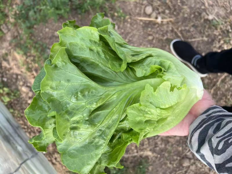 【今日推荐】意大利生菜可视频看货对接全国品质保证