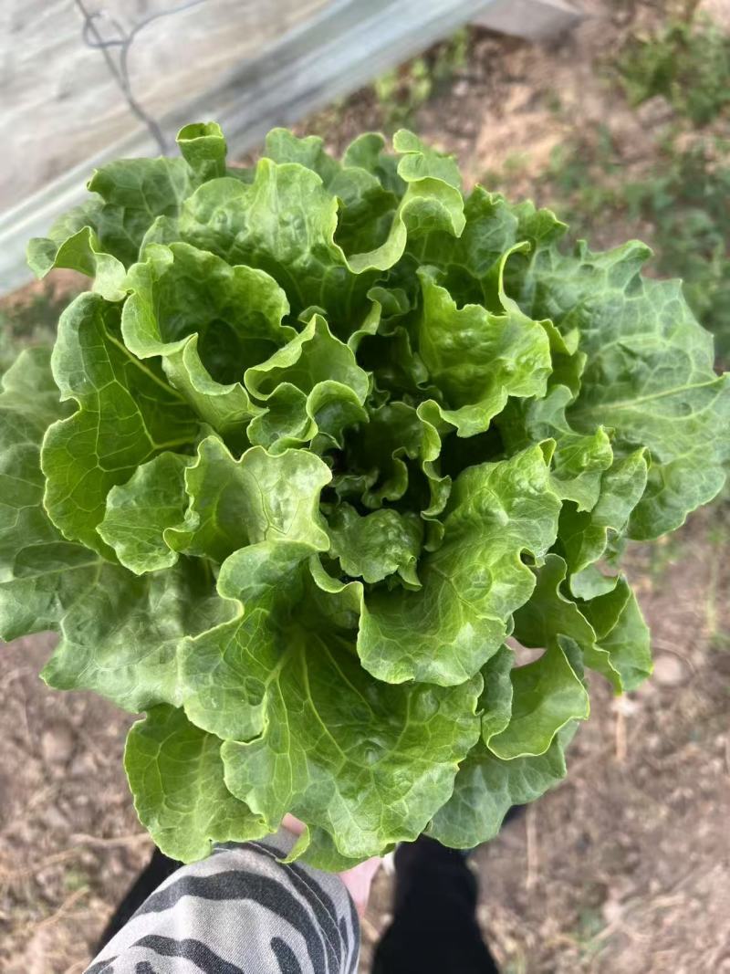 【今日推荐】意大利生菜可视频看货对接全国品质保证