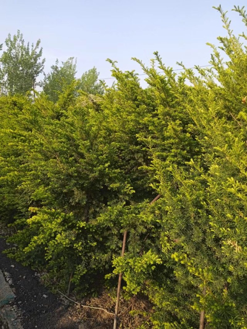 13年红豆杉
