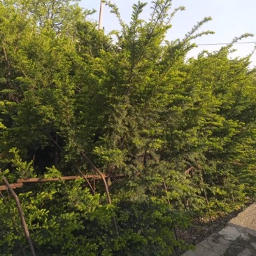 13年红豆杉