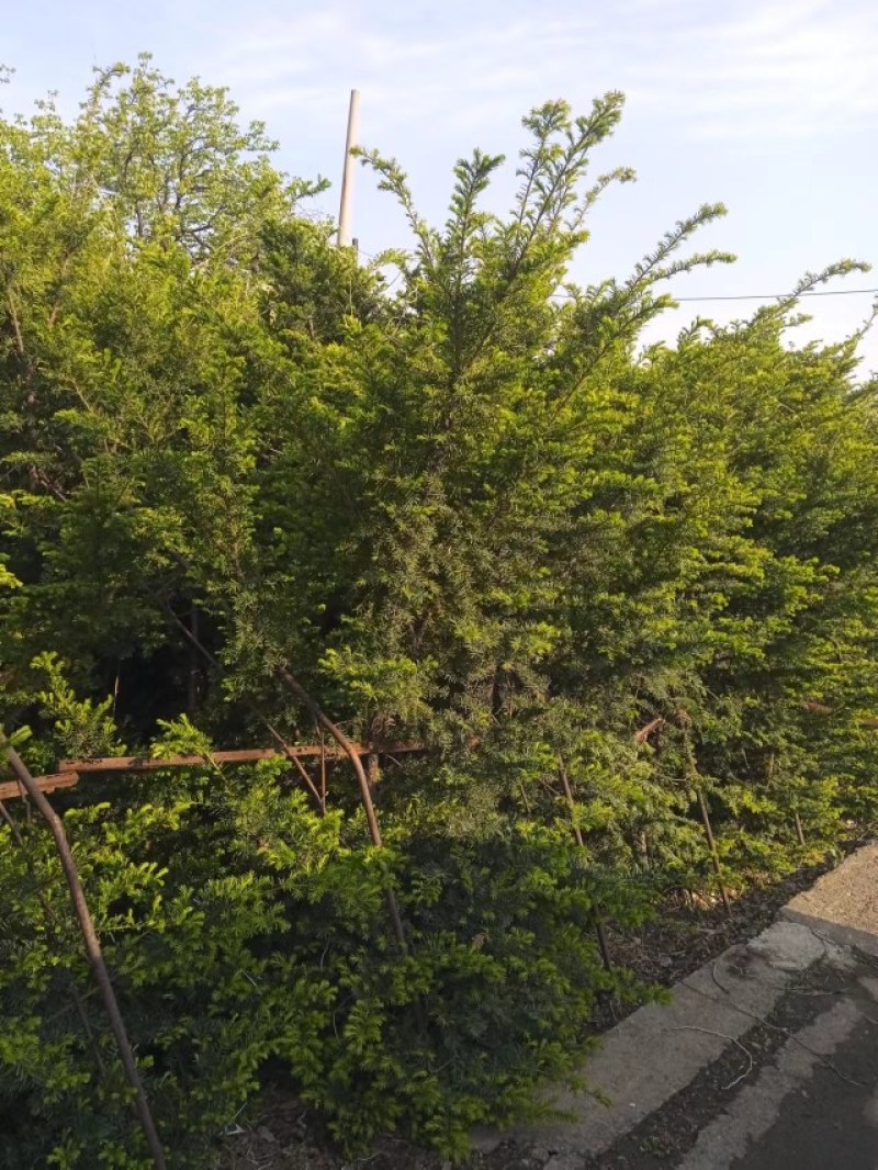13年红豆杉