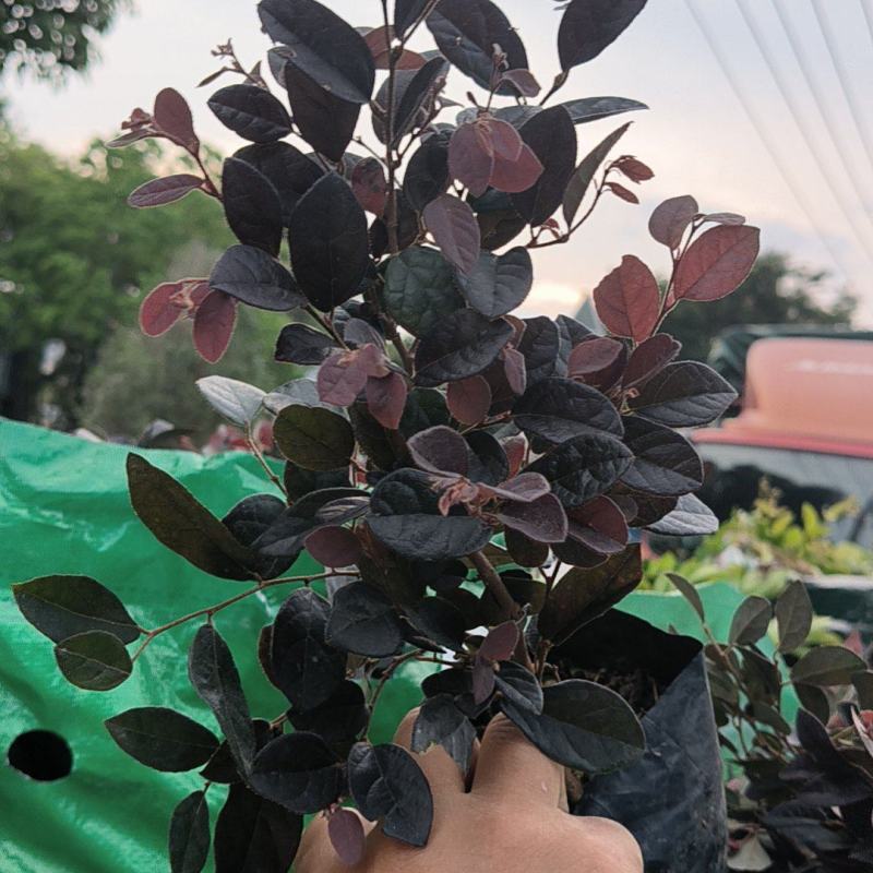 红花继木