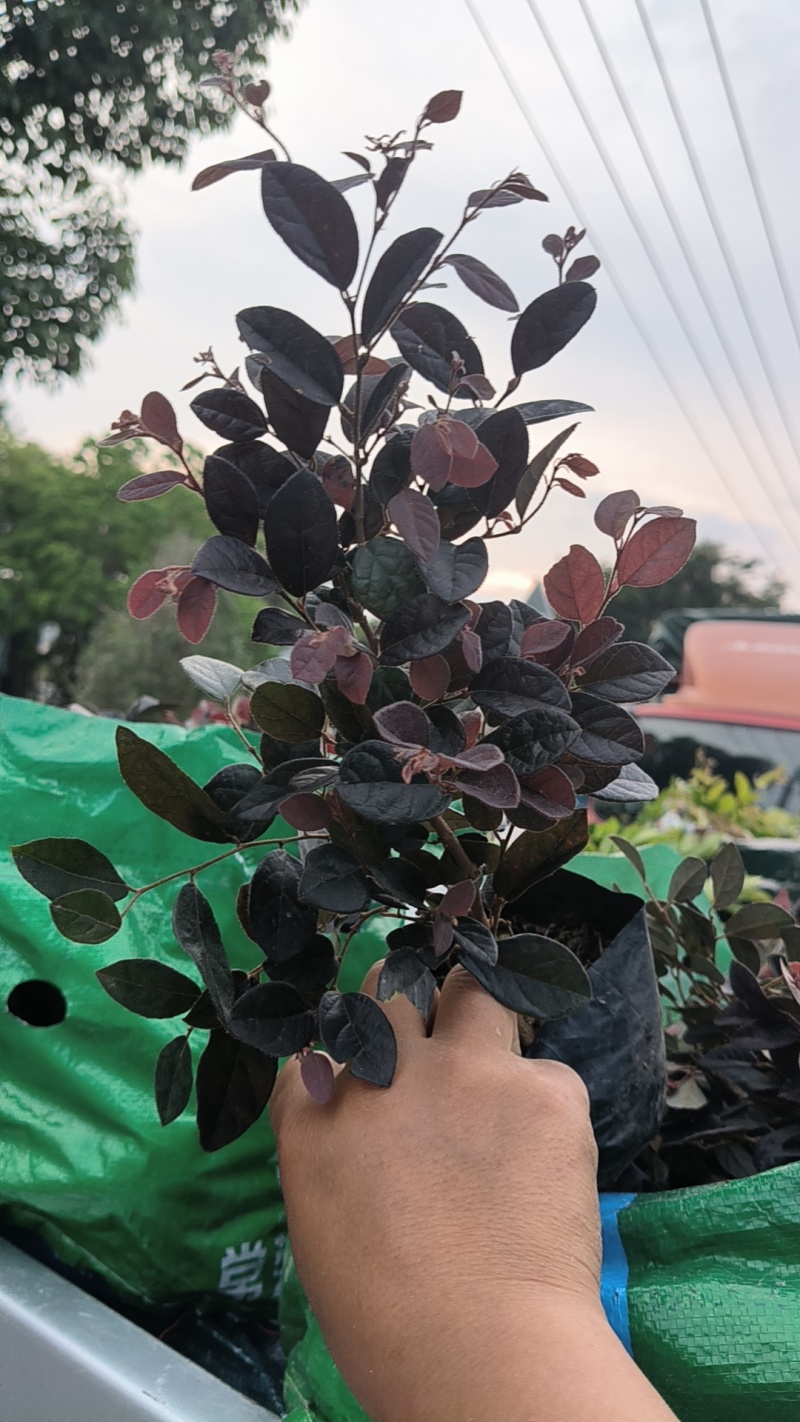 红花继木