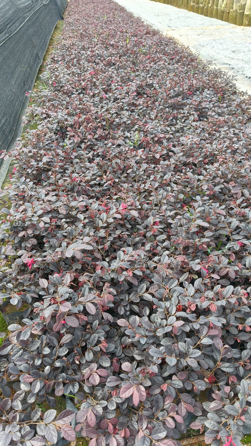 红花继木