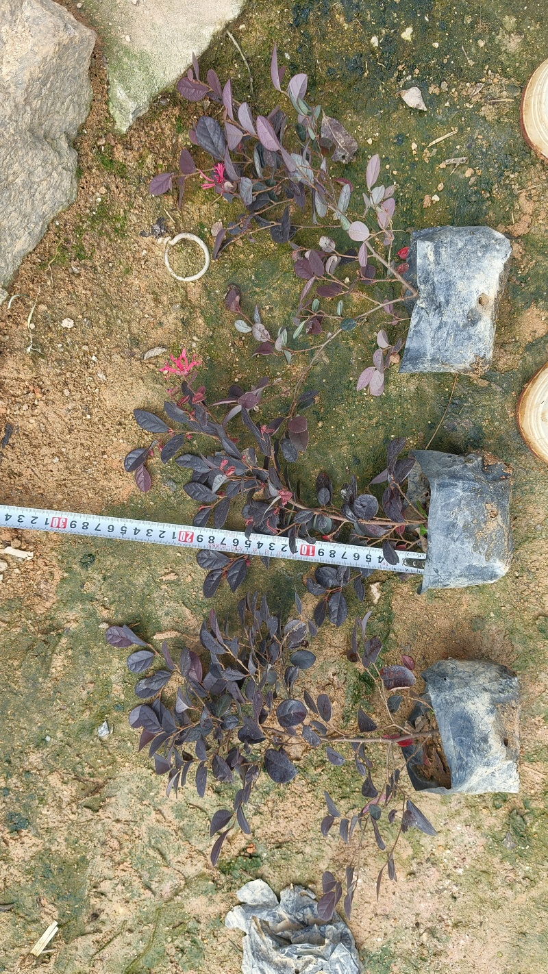 红花继木
