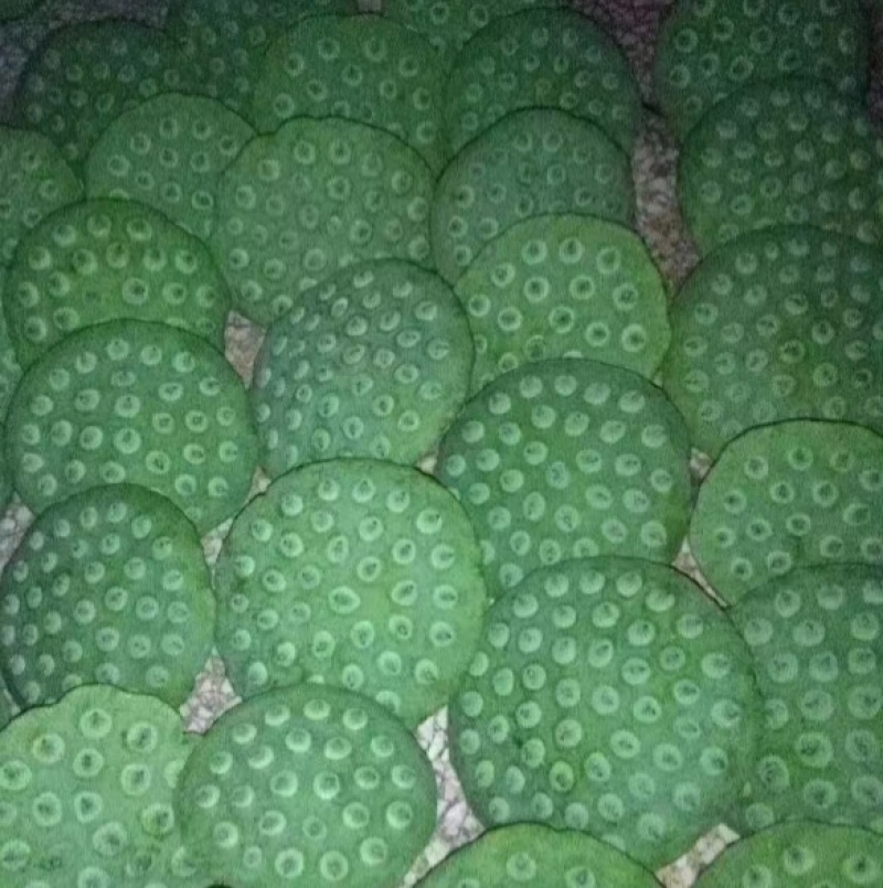 批发上海本地鲜莲蓬联系***********