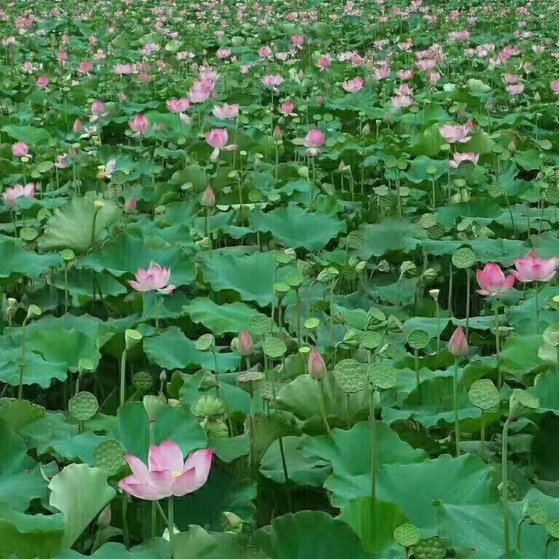 批发上海本地鲜莲蓬联系***********