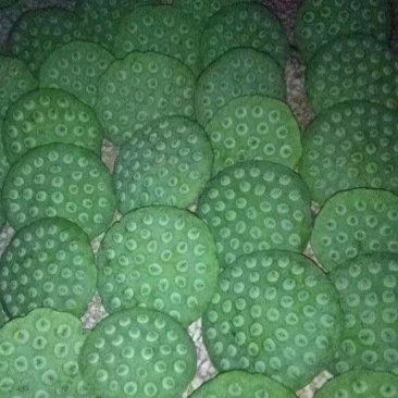 批发上海本地鲜莲蓬联系***********