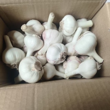 白皮蒜精品大蒜新蒜上市大量供应一手货源产地直发欢迎选购