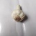 白皮蒜精品大蒜新蒜上市大量供应一手货源产地直发欢迎选购