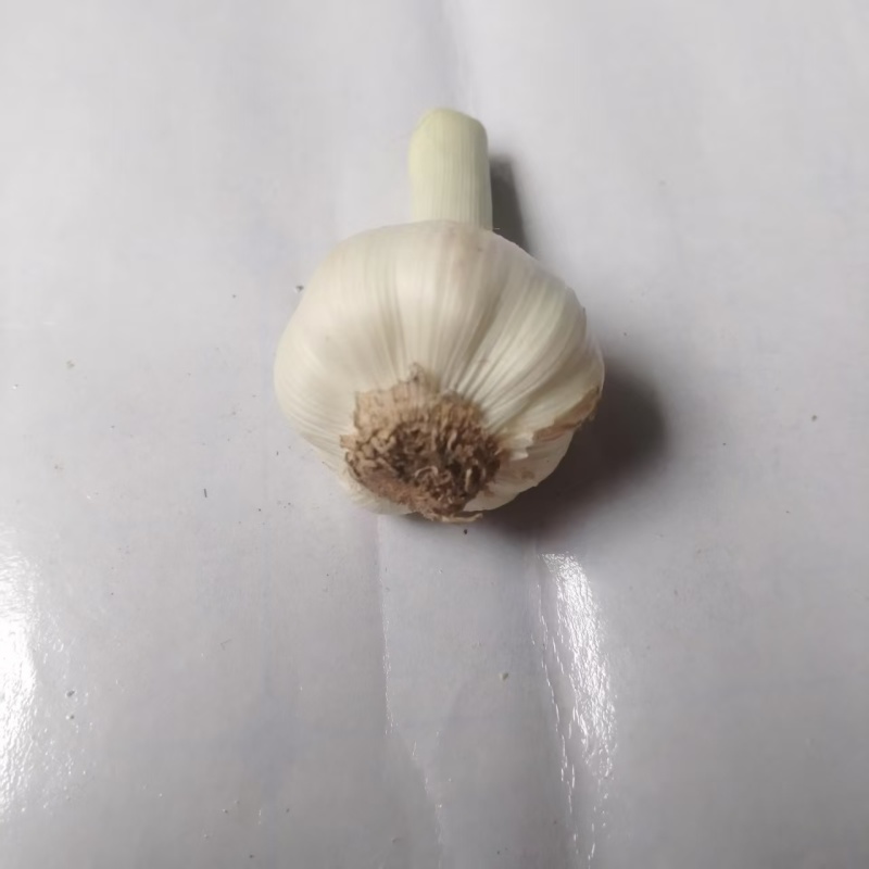 白皮蒜精品大蒜新蒜上市大量供应一手货源产地直发欢迎选购