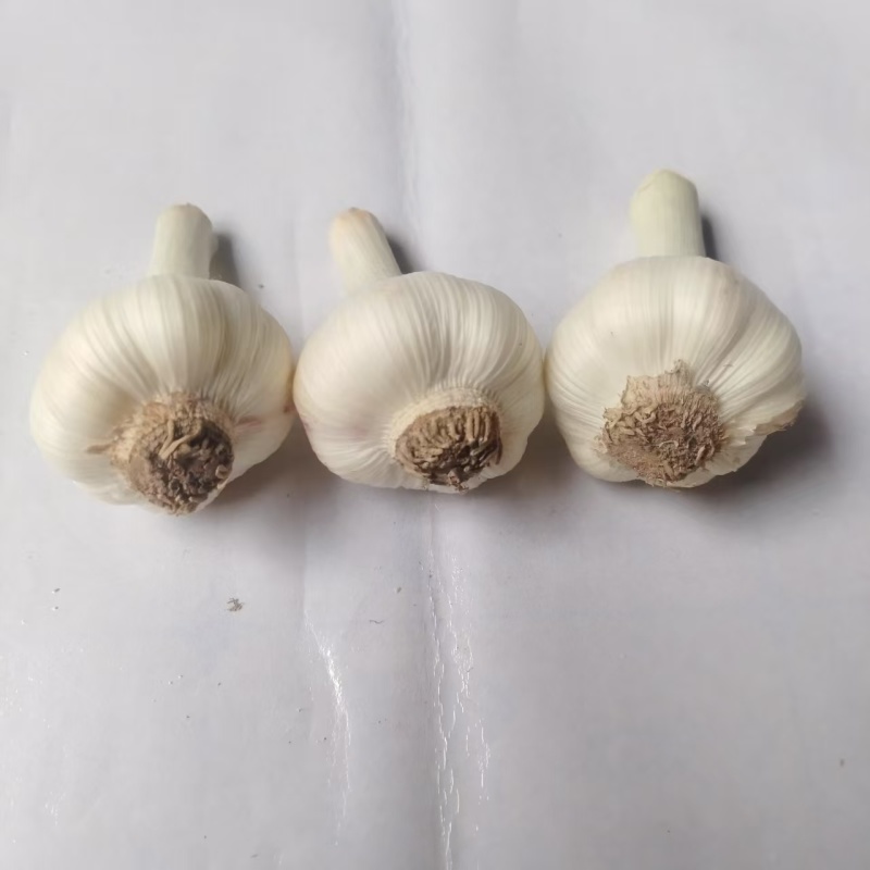 白皮蒜精品大蒜新蒜上市大量供应一手货源产地直发欢迎选购