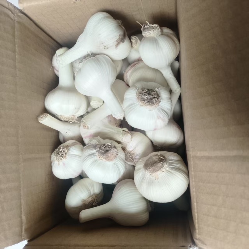 白皮蒜精品大蒜新蒜上市大量供应一手货源产地直发欢迎选购