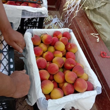 陕西丰园红杏，金太阳品质保证，质量好，产地供应，欢迎采购