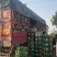 【热卖】麒麟美都西瓜夏邑西瓜无籽对接全国量大价优