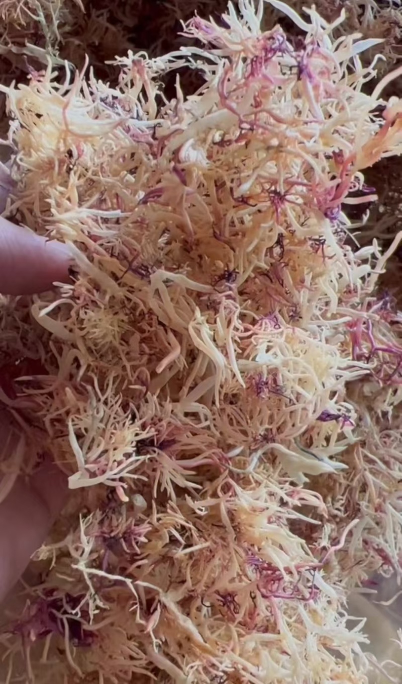 精品赤菜海燕窝，量大价优，
