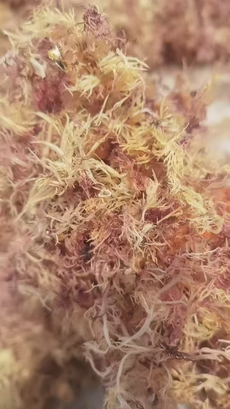 精品赤菜海燕窝，量大价优，