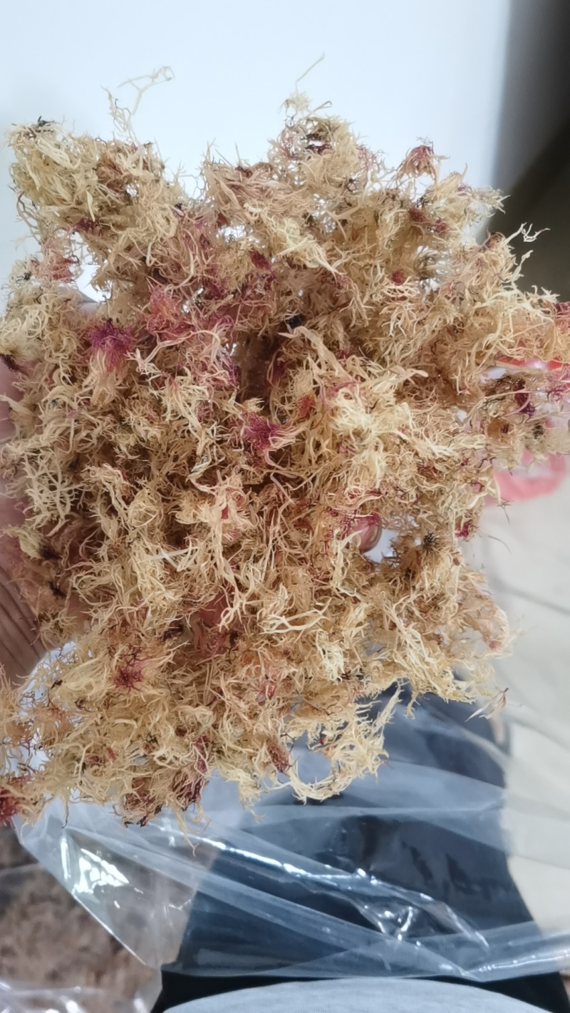 精品赤菜海燕窝，量大价优，