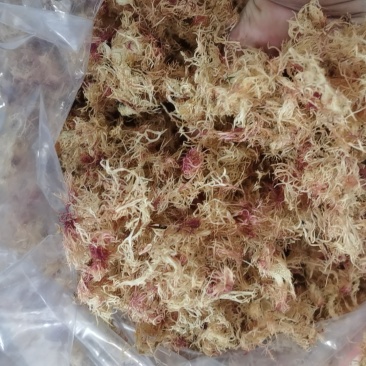 精品赤菜海燕窝，量大价优，