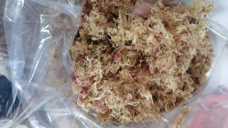 精品赤菜海燕窝，量大价优，
