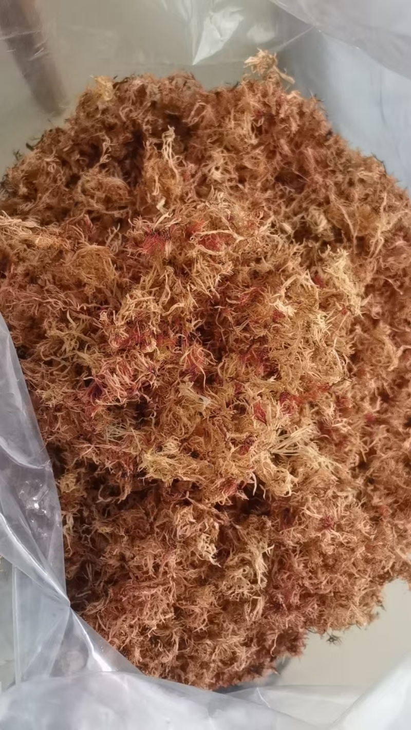 精品赤菜海燕窝，量大价优，