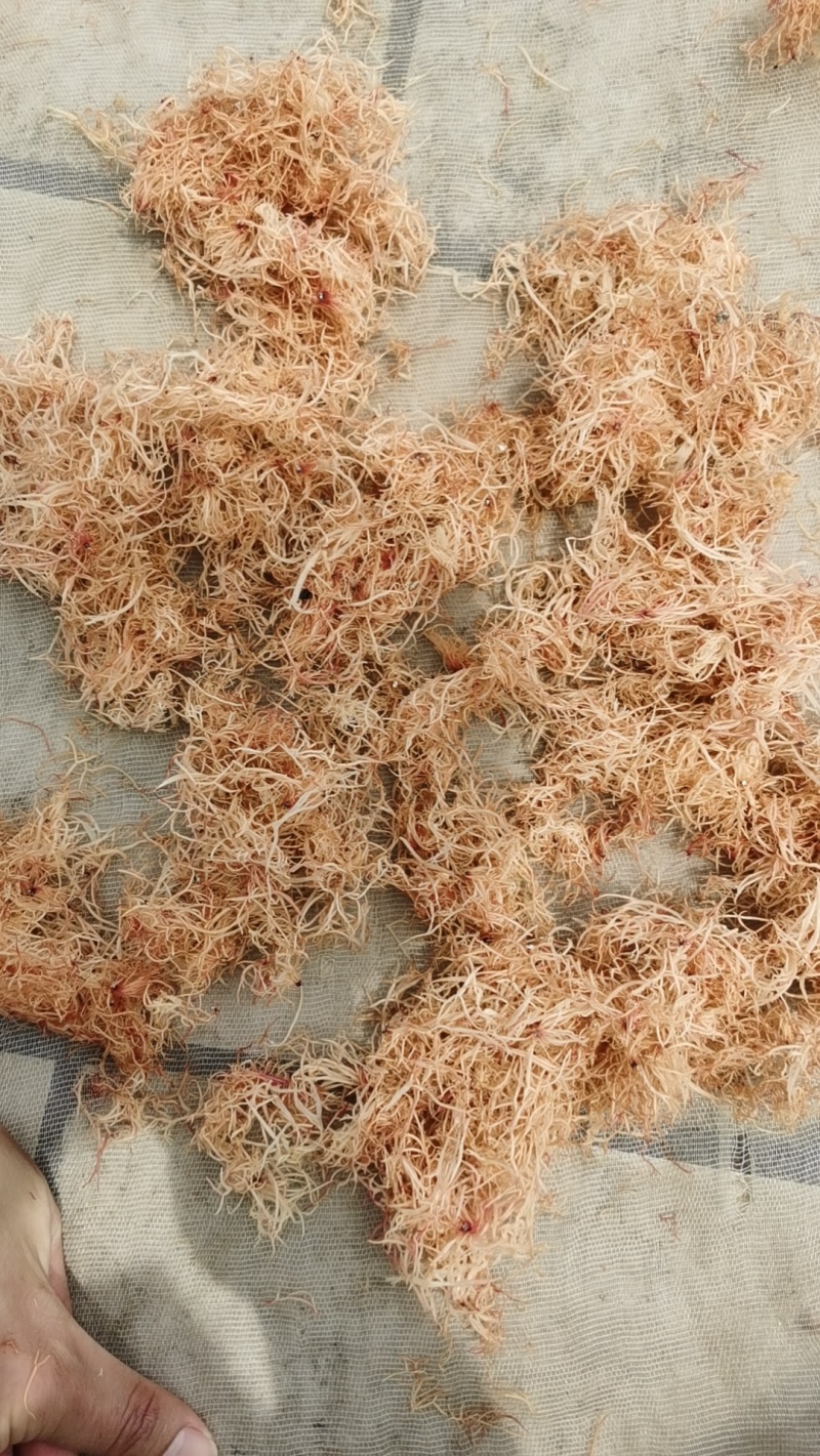 精品赤菜海燕窝，量大价优，