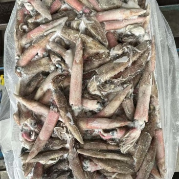 原色笔管鱼鱿鱼海兔灯加州笔管海海鲜商用批发