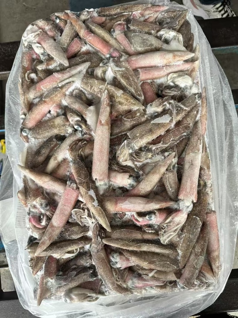 原色笔管鱼鱿鱼海兔灯加州笔管海海鲜商用批发