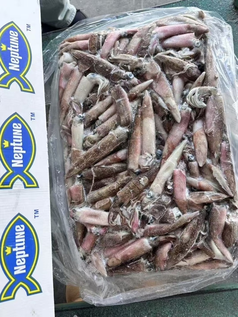 原色笔管鱼鱿鱼海兔灯加州笔管海海鲜商用批发