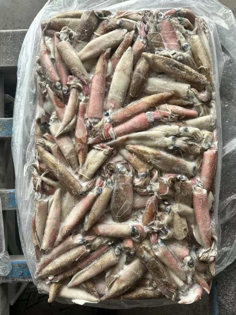 原色笔管鱼鱿鱼海兔灯加州笔管海海鲜商用批发
