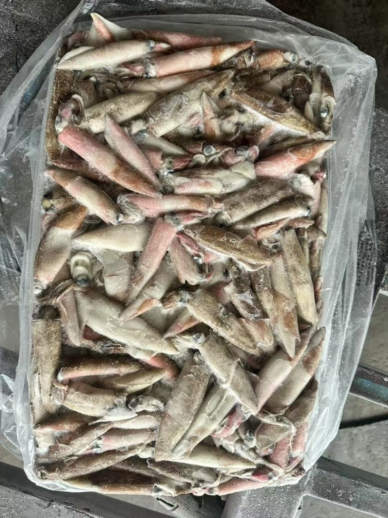 原色笔管鱼鱿鱼海兔灯加州笔管海海鲜商用批发