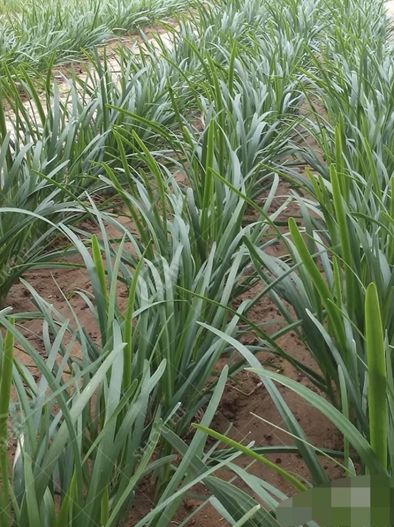 冬棚傲雪韭菜种子抗病抗寒耐热不干尖宽无休眠亩产2.5公斤