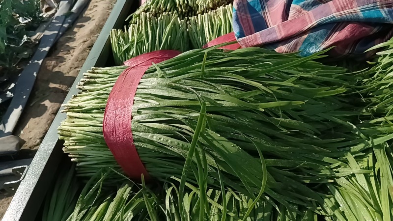 冬棚傲雪韭菜种子抗病抗寒耐热不干尖宽无休眠亩产2.5公斤