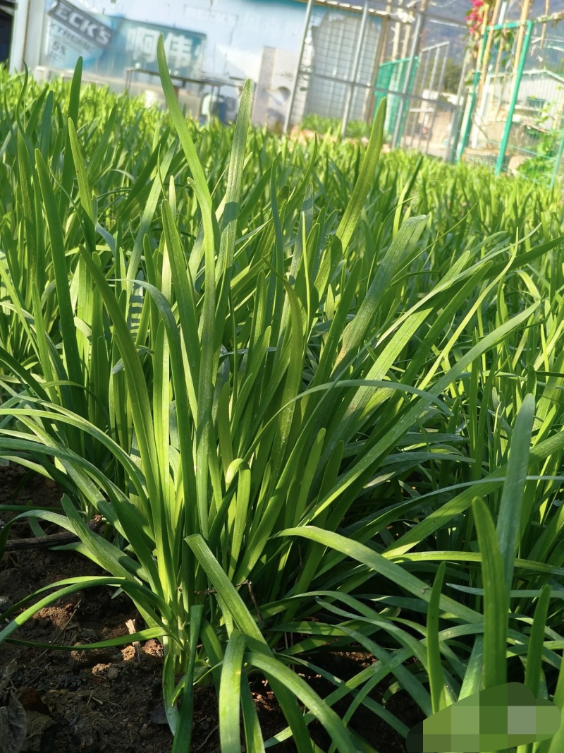 冬棚雪韭菜种抗病抗寒耐热不干尖宽无眠亩产2万公斤
