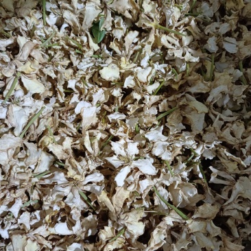 栀子干花