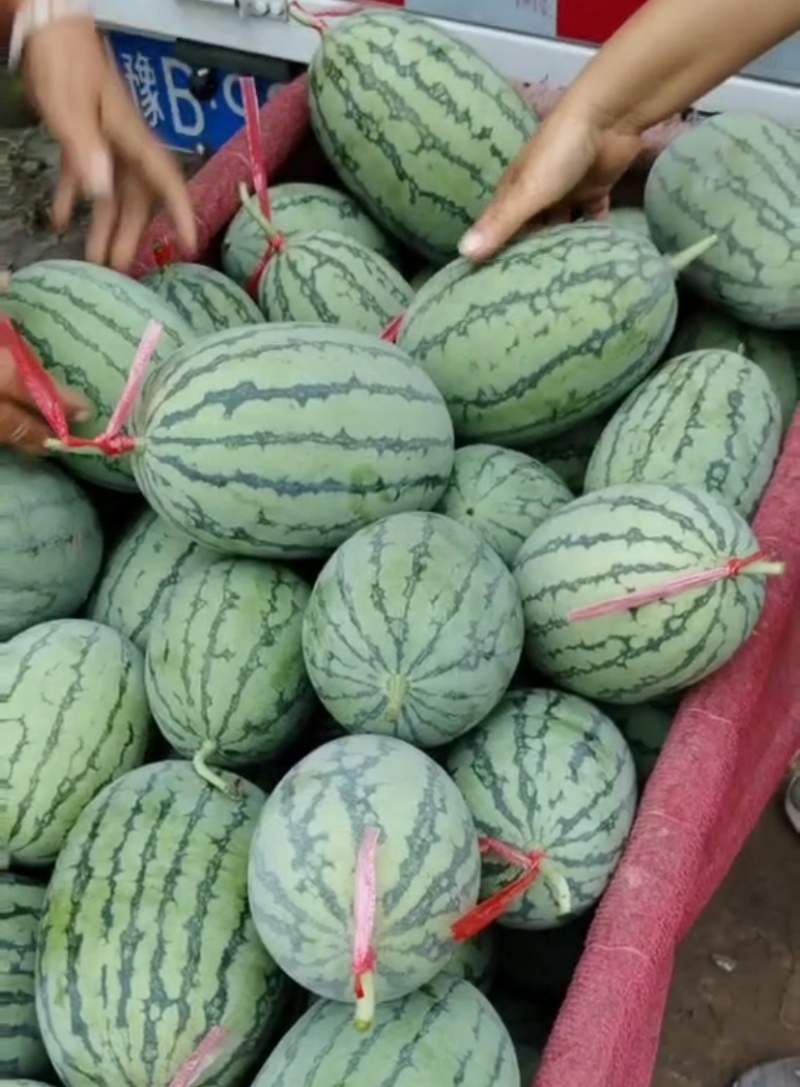 河南西华L600西瓜欢迎来电洽谈