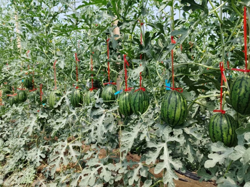 河南西华L600西瓜欢迎来电洽谈