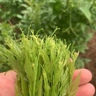 张家界莓茶--龙须茶预售_价格详谈