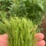 张家界莓茶--龙须茶预售_价格详谈