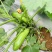 中创春秋绿胜翠绿西葫芦种籽抗病耐寒大棚露地春秋季播种