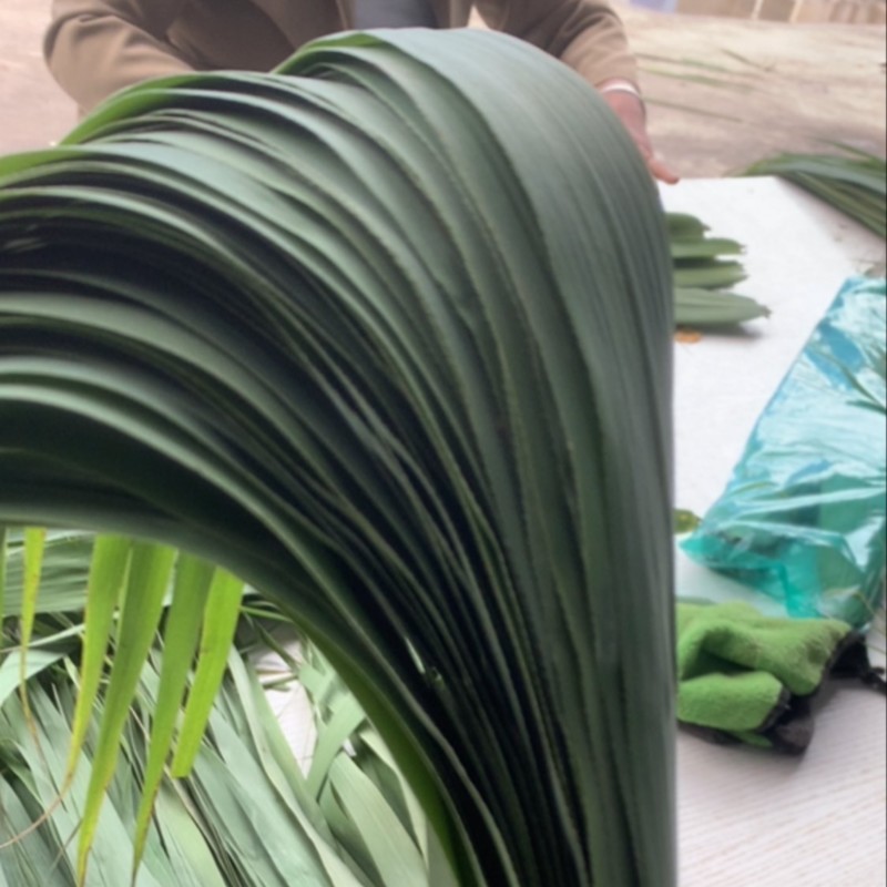 安徽的叶子