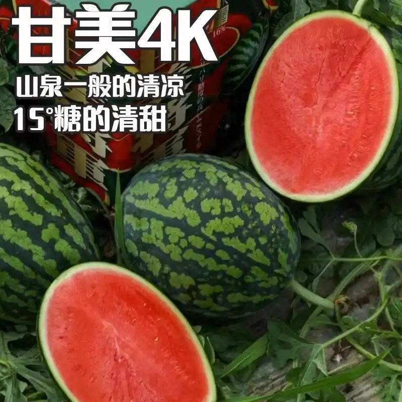 甘美4k，吊兰，小糖丸西瓜皮薄果肉鲜嫩质量可靠