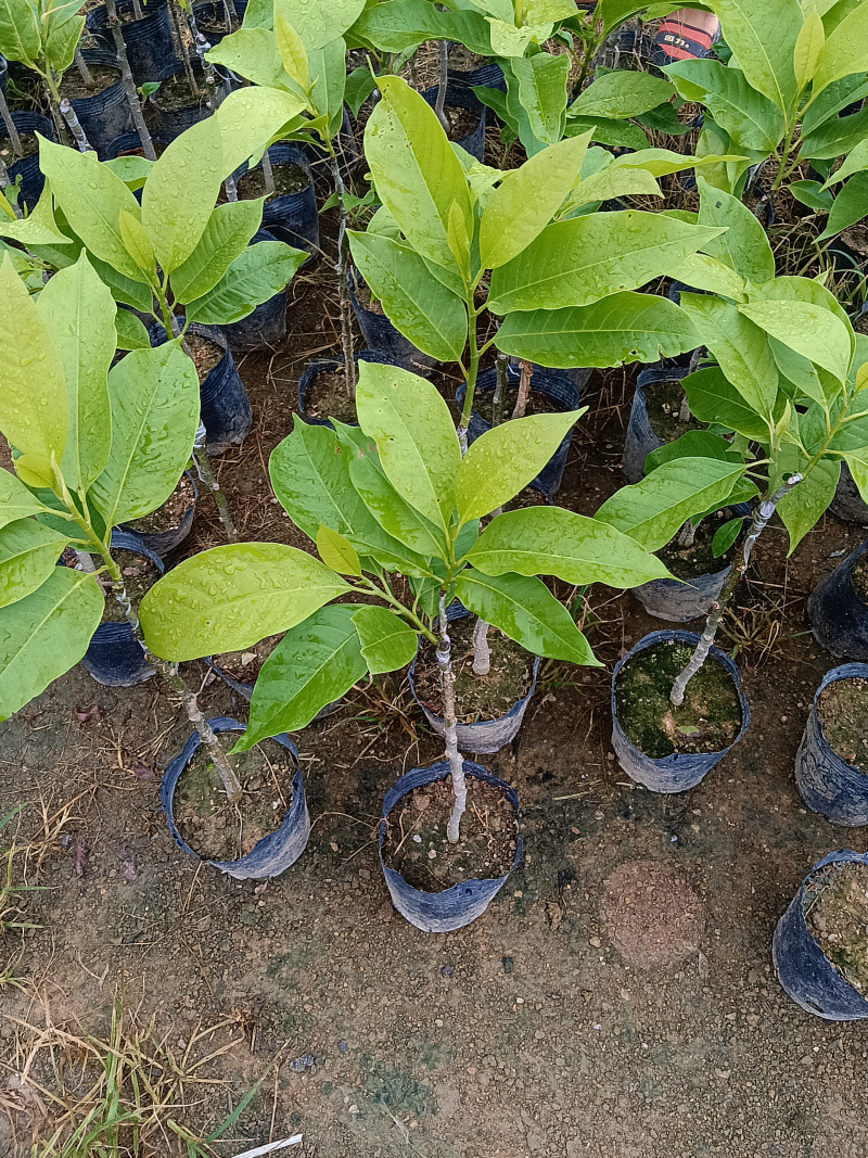 玉兰花/白玉兰/正品嫁接苗